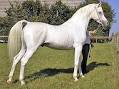 Arabian horse - Wikipedia, the free encyclopedia