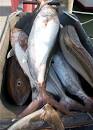 Florida Saltwater Fishing Regulations - Saltwater Regulations