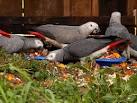 Unsustainable Grey Parrot Trade in South Africa – News Watch