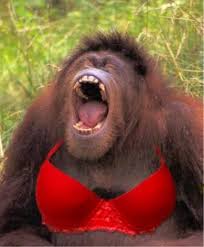 images?q=tbn:ANd9GcRVqipWtrzzx4hJPquD2pedVLGZNC5Srt2hm0lDQfVxkhstB7RT88zQJfliFA