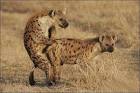 animals making love