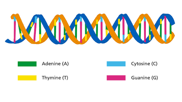 DNA — Knowledge Hub