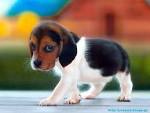 My Free Wallpapers - Nature Wallpaper : Beagle - Puppy