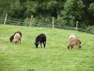 Soay sheep at Craig Highland Farm - via Daymix