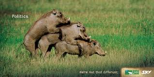 the animal planet
