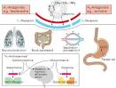 Histamine physiologic effects | Pharmacology Corner | CME at ...