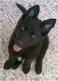 Belgian Shepherd Pictures and Photos, 1