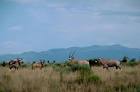 South African oryx or gemsbok - via Daymix