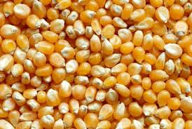 corn