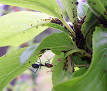 Aphid - Wikipedia, the free encyclopedia