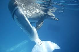 Winter, a delfin