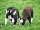 Jacob sheep are white sheep with black spots and can have up to six horns; - via Daymix