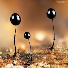 Attēlu rezultāti vaicājumam “Comatricha alta macro”