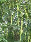 The long, drooping female catkins of the Caucasian wing-nut [Pterocarya - via Daymix