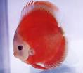 Super San MERAH Discus, Mac's Discus, Discus Fish Breeder