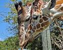Jacksonville Zoo - Jacksonville Florida Zoo and Gardens