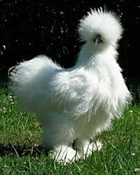 http://t3.gstatic.com/images?q=tbn:ANd9GcRWiZCOBVsQD-RX9rSGjKzpp8pIuLqf61O-blGp91gW1bFObXvz