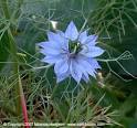 <b>Nigella damascena</b>