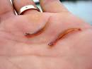 Panoramio - Photo of Candiru.The famous candiru, that little fish ...