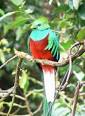 220px-Quetzal01.jpg