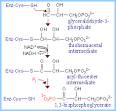 Glycolysis &amp; Fermentation