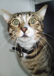 images?q=tbn:ANd9GcRXEzIvbzgF_4TX0WzcjIFeCQBu4lNpBVMOQ9B04wtAke4m2WN8VQ