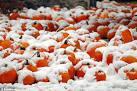 Snow storm 2011 in New York: 3 dead and 2m without power | Mail Online