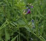 <b>Vicia</b> sativa image