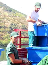 The Next Generation: Tom Symington | Graham\u0026#39;s Port - tom-and-harry-unloading-crates-of-grapes