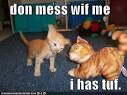 Our kittens are not naughty Way of Cats blog