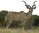 Mammalogy | MCZ | Harvard