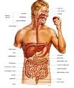 A Healthy Digestion is the Foundation of Good Health | Ayurveda ...