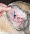 Histiocytoma (dog) | All about pet health information