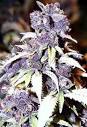 black russian marijuana