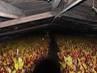 Rhubarb forcing shed at - via Daymix