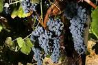 Concord Grape Pie