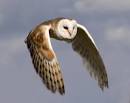 Barn Owl Animal Wildlife