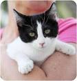 AdoptaPetcom Blog    Blog Archive    Adopting a Cat  Emotional Choices