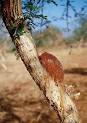 Saudi Aramco World : Gum Arabic