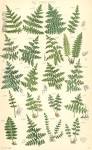 9 British <b>Dryopteridaceae</b>