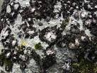 Rock tripe lichen on Carn - via Daymix