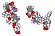 <b>Angiotensin</b>