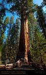 Sequoia and King's Canyon National Parks