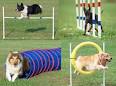Agility | Willow Creek Pet