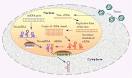 RNA Interference (