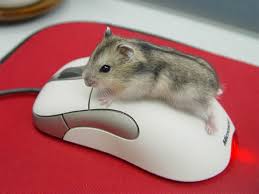 http://t3.gstatic.com/images?q=tbn:ANd9GcRY_ziU0lCpZu6dXUfOSJgF8gTGg0msqRt7zR-hKGqmp1jmb-_Q