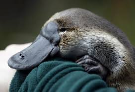 [Image: images?q=tbn:ANd9GcRYjP3TPHJCh-lCUhEjV3l...Vjs74pJ-Zg]