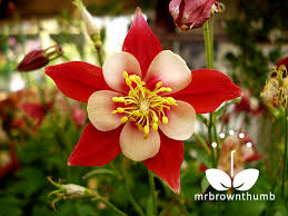 Columbine