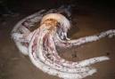 WLMD Newswatch - "Monster from the deep" - giant squid washes up ...