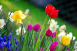 SPRING (season) - Wikipedia, the free encyclopedia